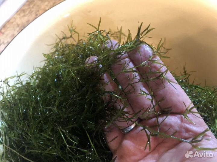 Аквариумные растения прополка