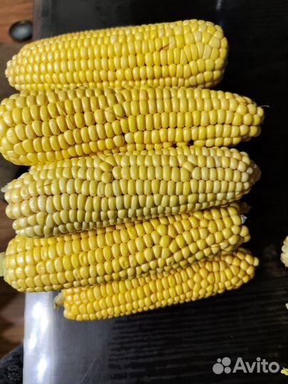 Кукуруза