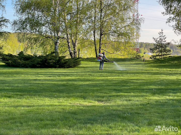 Рулонный газон под ключ