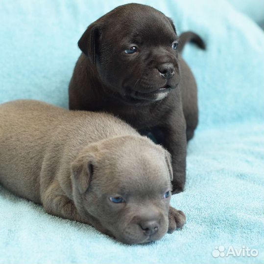 Стаффордширский бультерьер щенки