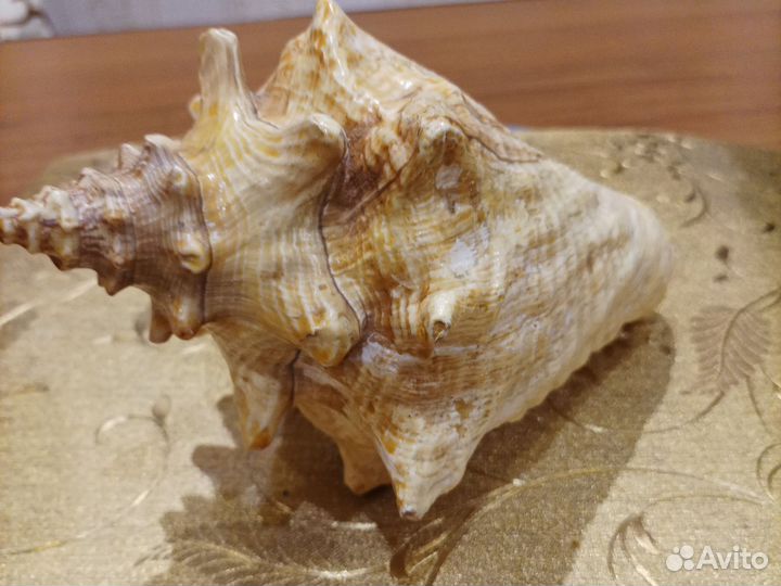 Ракушка морская. Размер 20*14
