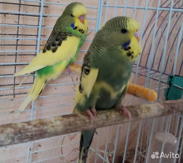 Корелла, певчие, чехи (В.В.П), неразлучники молодь