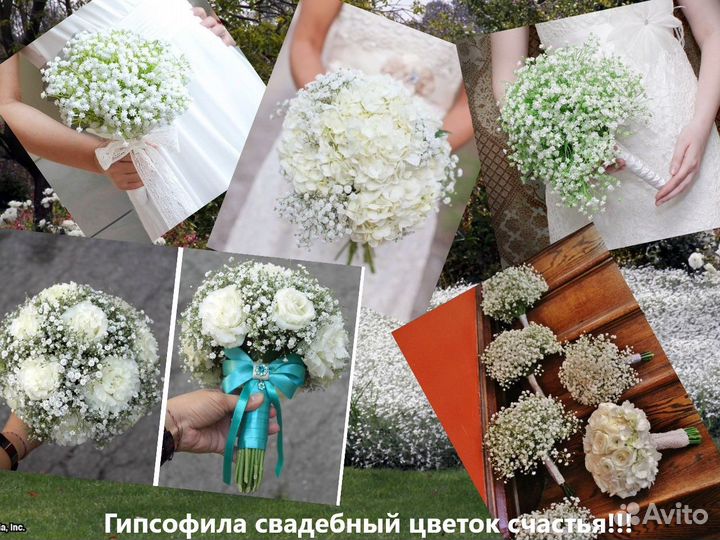 Семена гипсофила посадка весну лето осень 2000 шт