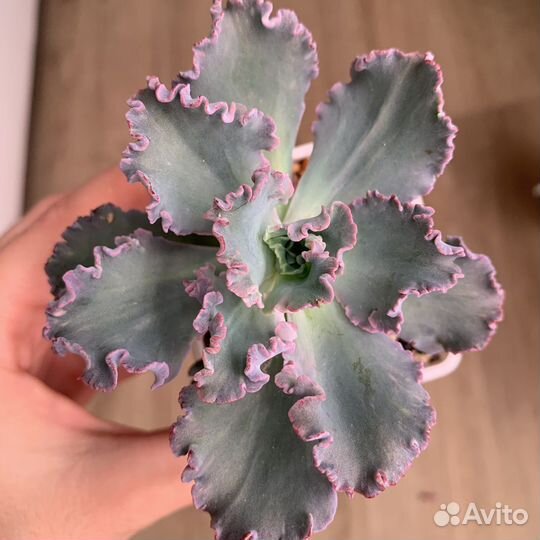 Суккуленты. Эхеверии