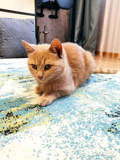 Отдам кошечку в добрые руки