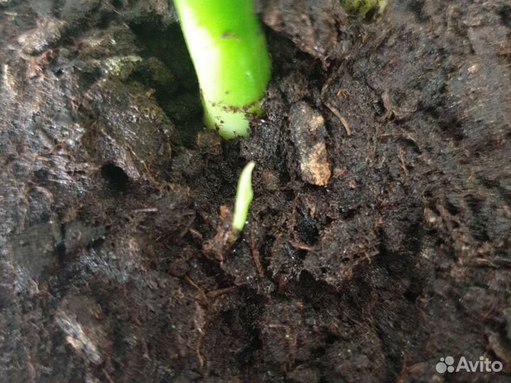 Спатифиллум