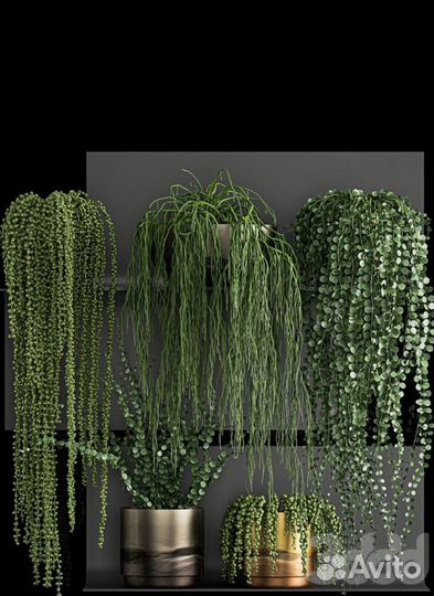 Крестовник роули