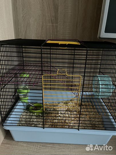 Джунгарский хомяк с клеткой