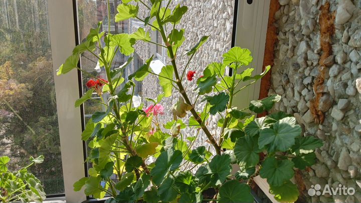 Герань пеларгония цветущее растение, хлорофитум