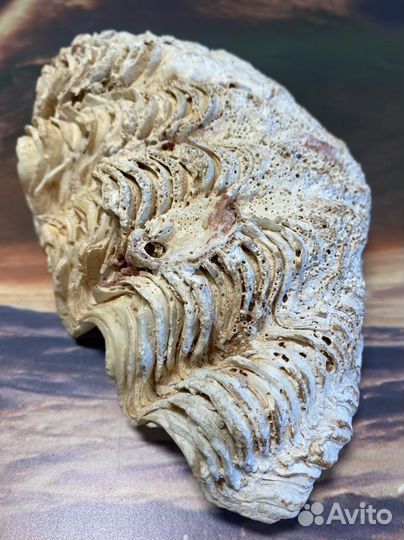 Морские ракушки раковины австралия