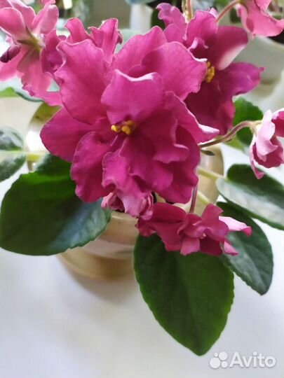 Листик с деткой фиалки Бой Быков