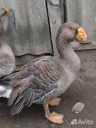 Гуси перияр