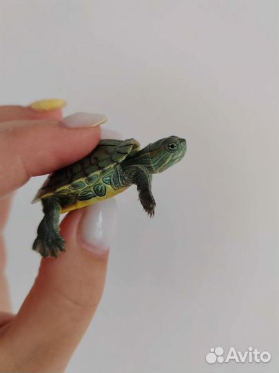 Черепаха красноухая