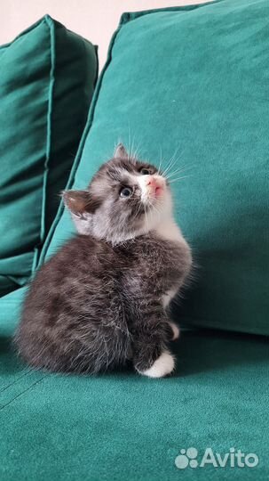 Котята 1.5 месяца