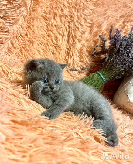 Шотландские вислоухие котята