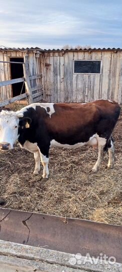 Корова дойная