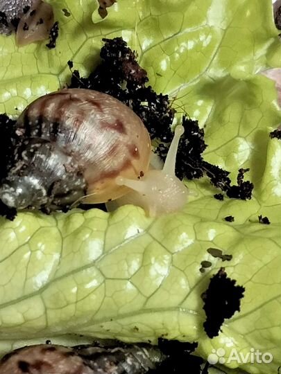 Улитята Ахатины (Улитки )