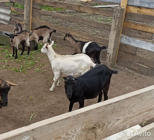 Козлята и молодые козы
