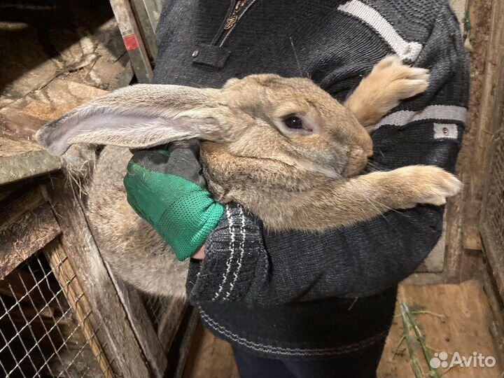 Фландер кролы