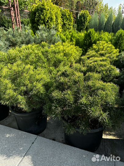 Сосна горная