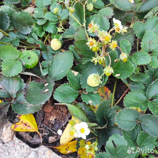 Ремонтантная земляника цветущие саженцы, варенье