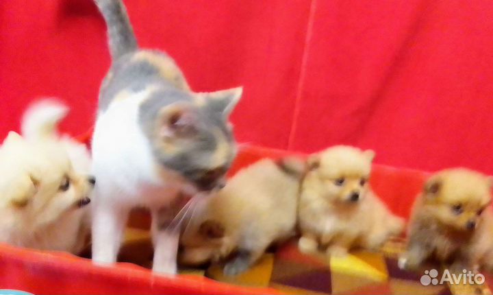 Немецкий Шпиц