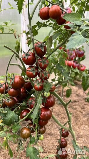 Семена томатов и перцев сорта