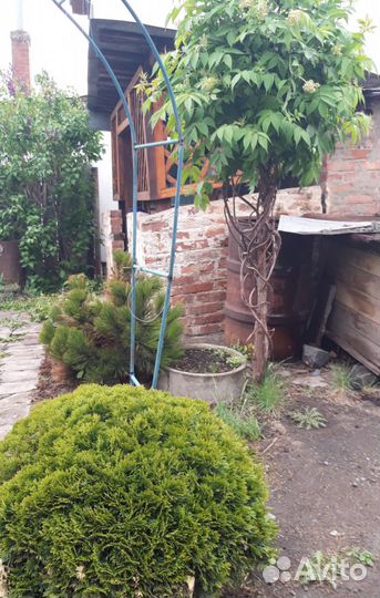 Бузина красная