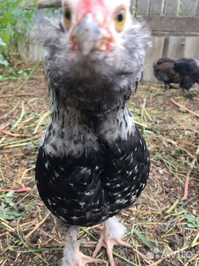 Петушки молодняк