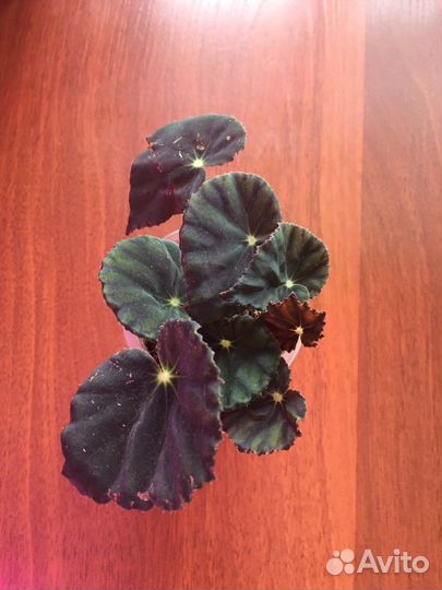 Пеларгонии сортовые.И другие комнатные растения