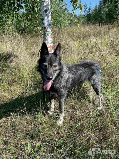 Необычный терьерчик