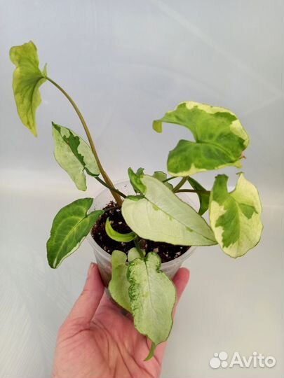 Сингониумы сортовые