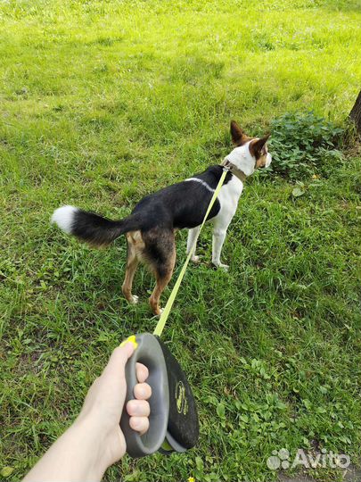 Собака в добрые ручки