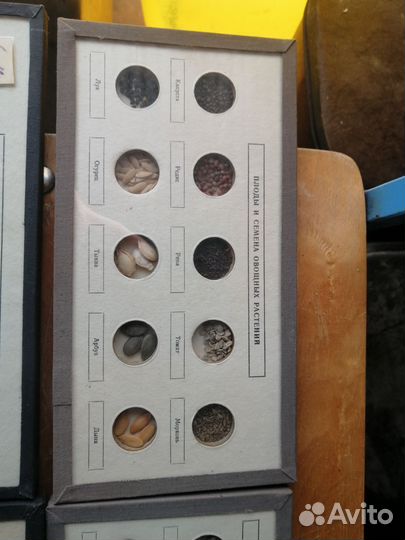 Плоды и семена