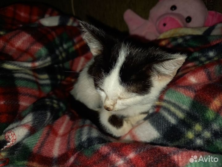 Котик мальчик 3мес