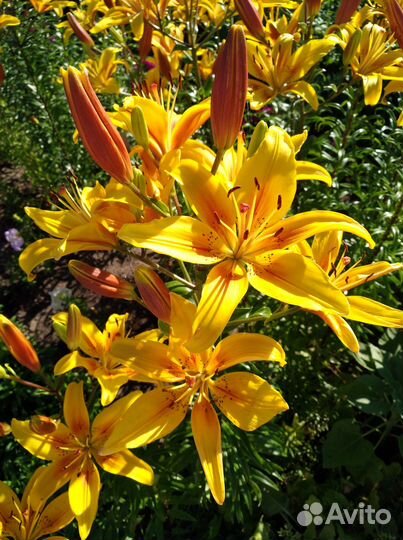 Лилии луковицы