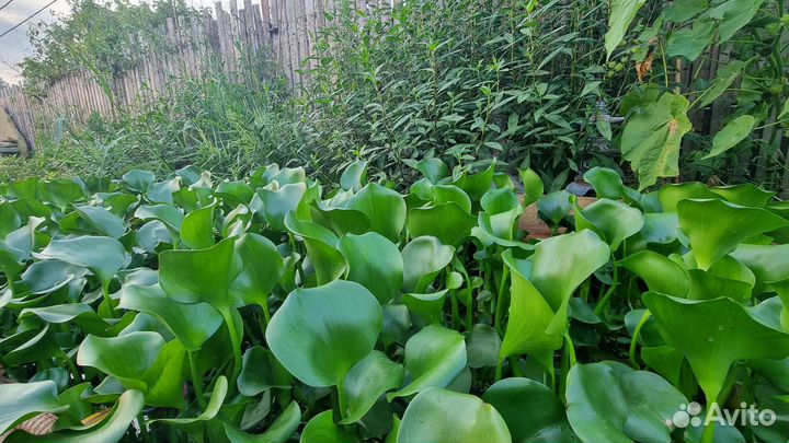 Пистия Водный гиацинт