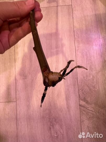 Замиокулькас вариегатный