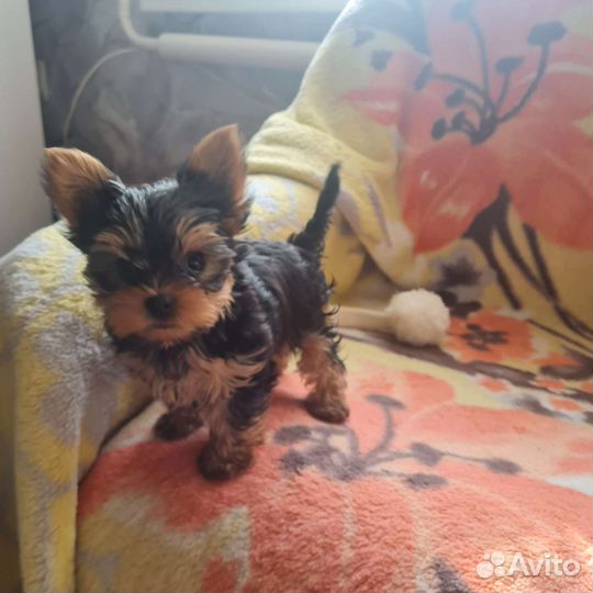 Йоркширский терьер