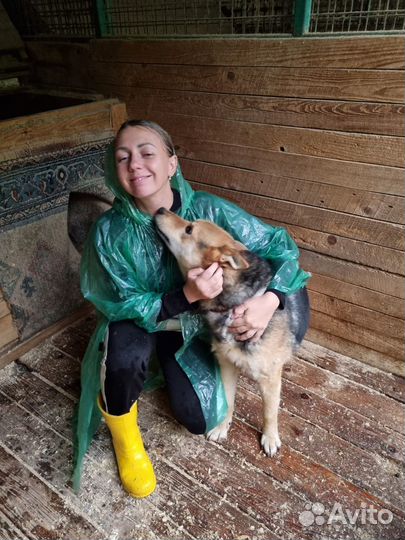 Феникс. Красавец и добряк. Приют Некрасовка