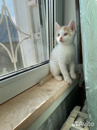 Кот в дар