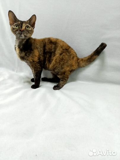 Кошечка Девон рекс