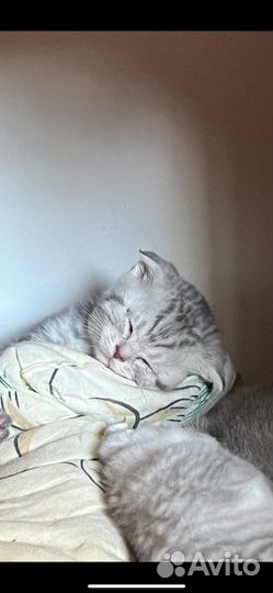 Шотландская вислоухая