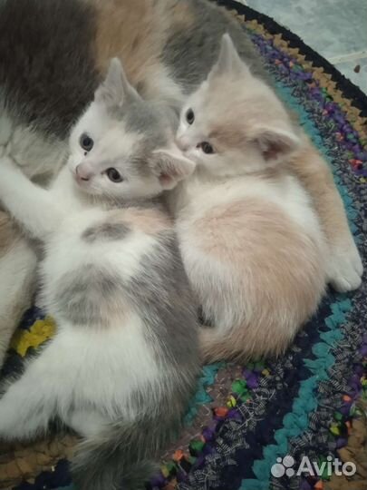 Котята в добрые руки бесплатно