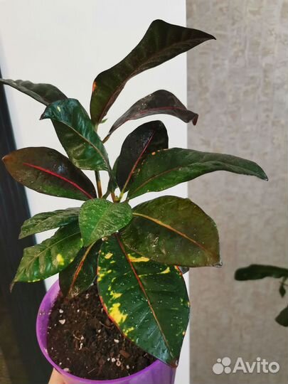 Кротон Норма