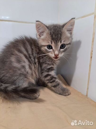 Котята 2 мес