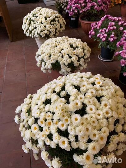 Хризантемы мультифлора