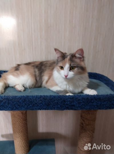 Кошка в добрые руки