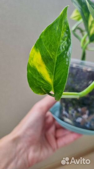 Сциндапсус эпипремнум золотистый