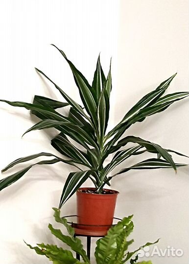 Драцена Комнатные Растения Цветы